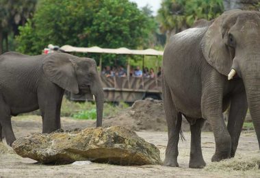animal kingdom