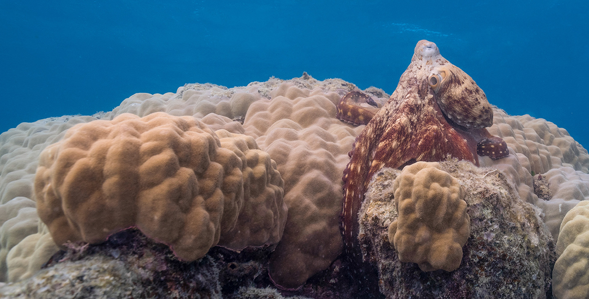 A maroon Day octopus (Octopus Cyanea), with mottled skin coloration, stretches a probing arm beneath the head the coral (Porites sp.) she is perched on.